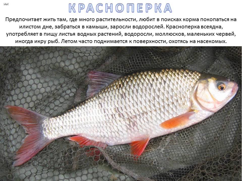 Описание рыбы красноперки (фото), её полезные свойства и пищевая ценность; как правильно приготовить эту речную рыбу, а также рецепты с ней