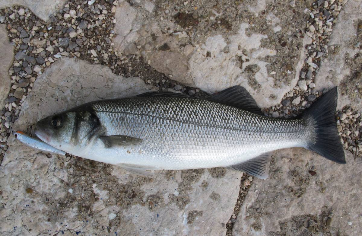 Окунь европейский фото и описание – каталог рыб, смотреть онлайн