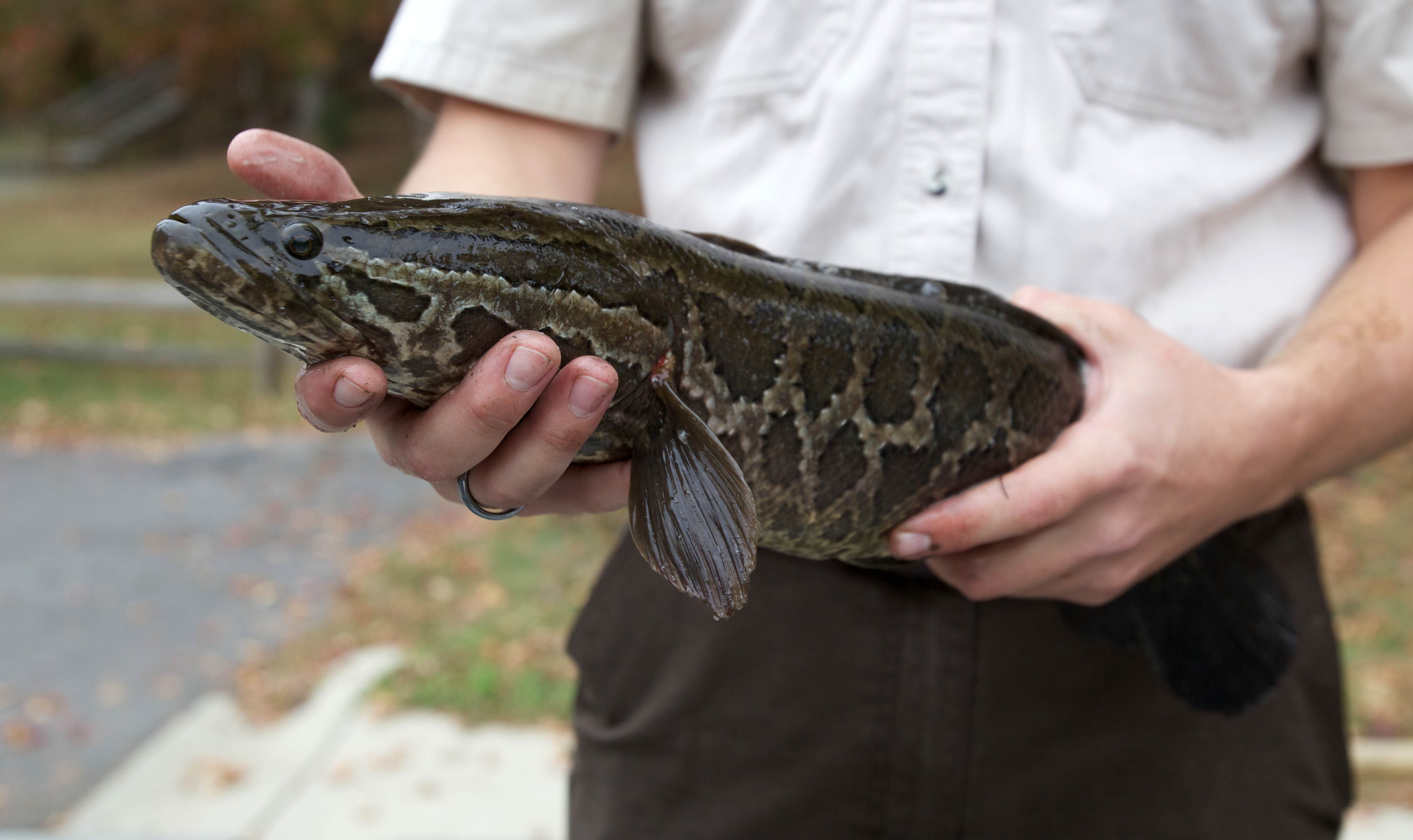Рыба змееголов: описание и способы ловли змейбашки