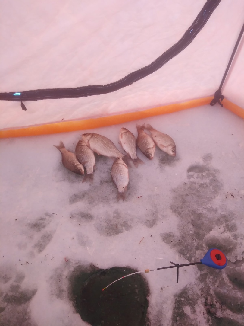 Отчеты о рыбалке в ленинградской области: рассказы рыбаков
