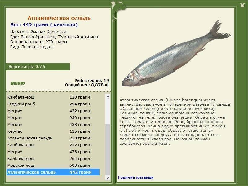 Рыба сельдь – польза и вред продукта, как засолить в домашних условиях, пищевая ценность