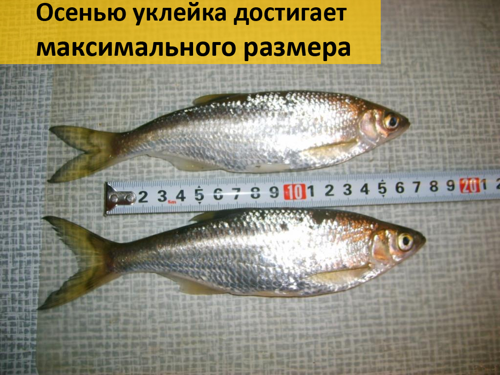 Как выглядит уклейка рыба фото Ловля уклейки весной на поплавочную удочку - видео, необходимая оснастка