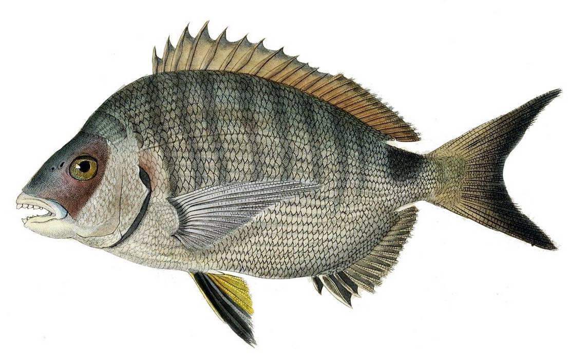 Язь фото и описание – каталог рыб, смотреть онлайн