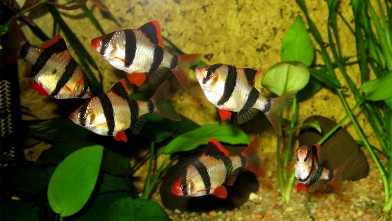 Полосатые рыбки барбусы суматранские