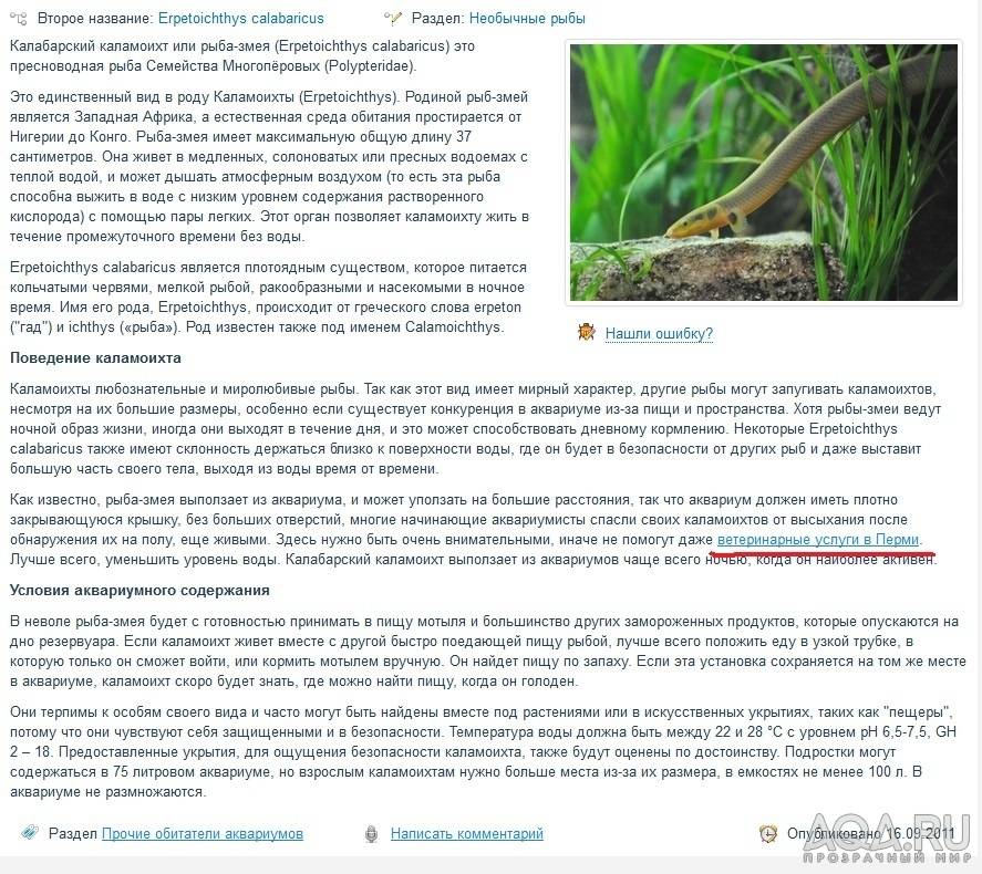 Аквариумная рыбка амека: содержание, кормление, отличие самца от самки и их размножение - ribulki.ru