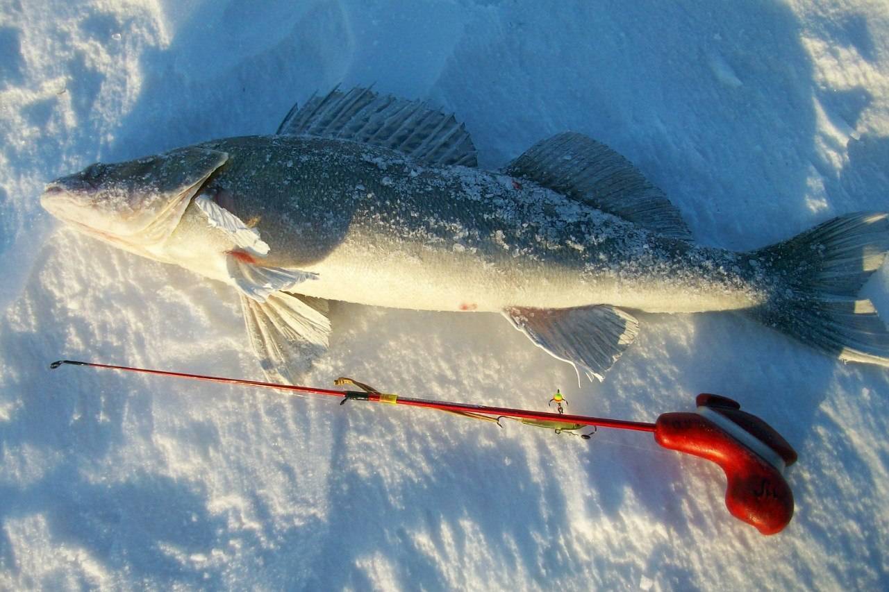 Как ловить судака зимой со льда | из личного опыта