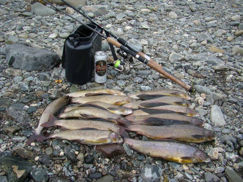 Зимняя рыбалка в коми: обзор рыболовных баз, какие рыбы водятся