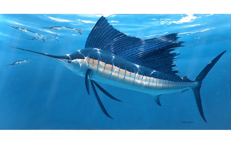 Рыба-парусник (45 фото): как ловить, скорость, описание, видео