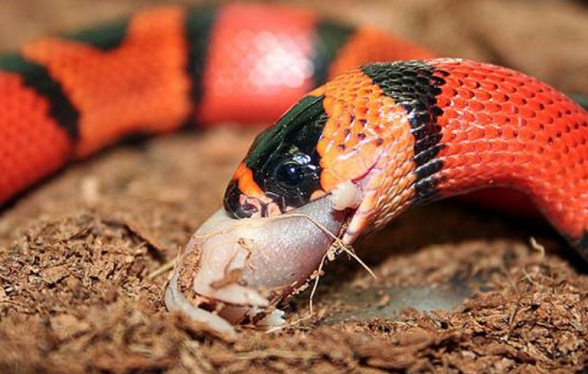 Белая змея — техасский полоз, отличительные особенности а также описание альбиносов других видов