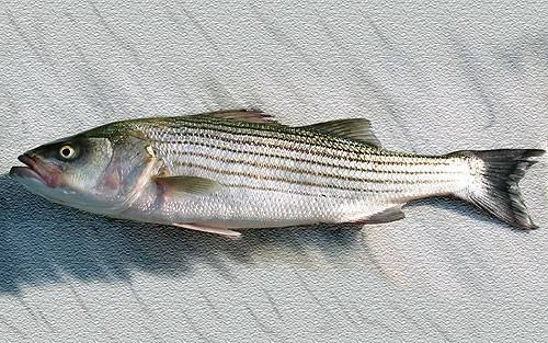 Барабуля фото и описание – каталог рыб, смотреть онлайн