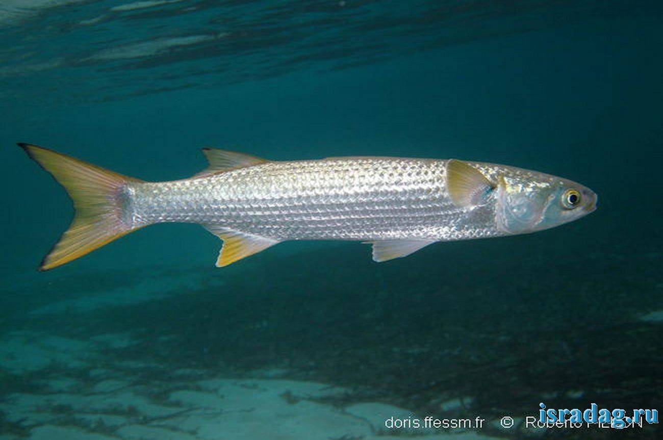 Рыба «Лобан» фото и описание