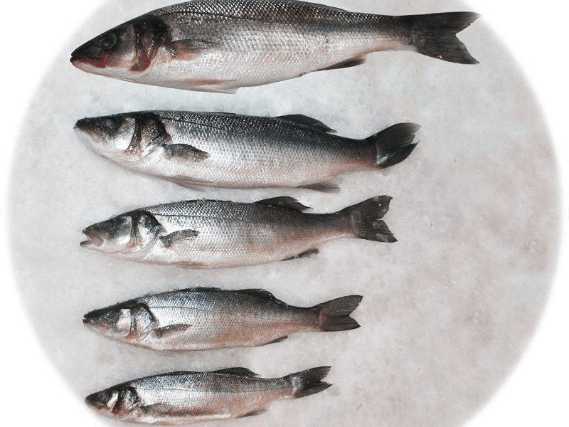 Сибас польза и вред