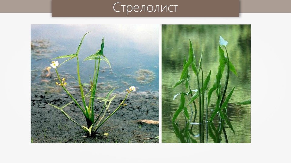 Стрелолист обыкновенный: любитель воды  в природе, на участке и в аквариуме :: syl.ru