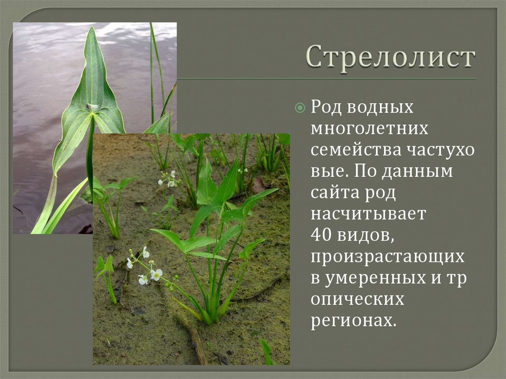 Аквариумное растение стрелолист