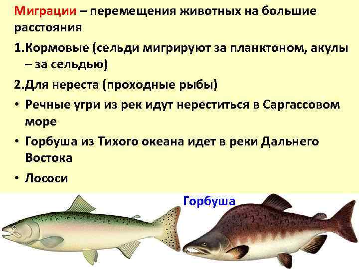 Палтус рыба. образ жизни и среда обитания рыбы палтус | животный мир