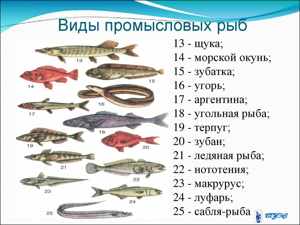 Список северных рыб: характеристика с фото