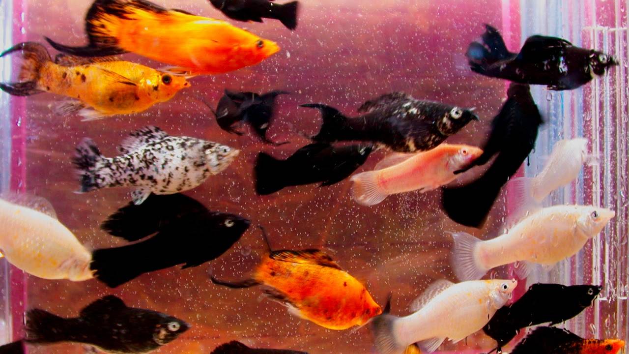 Моллинезия велифера: фото рыбки, содержание, разведение, совместимость, видео