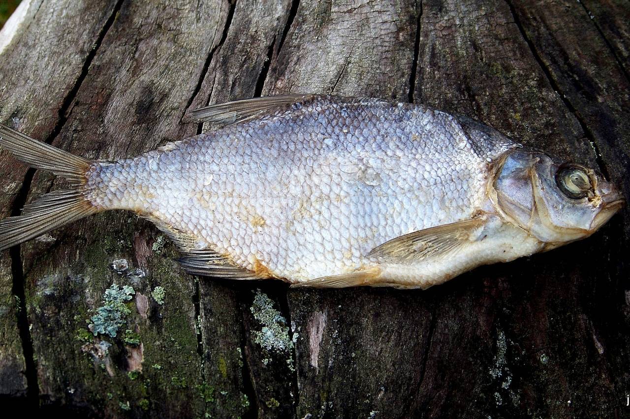 Рыба «Вобла» фото и описание