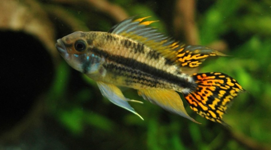 Апистограмма какаду (apistogramma cacatuoides): содержание рыбки цихлиды в домашних условиях, жизнь в природе