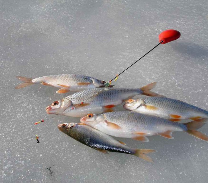Особенности ловли рыбы зимой на безмотылку