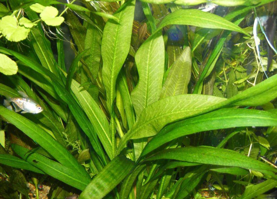 Растение эхинодорус: содержание, размножение, удобрение, почему не растет