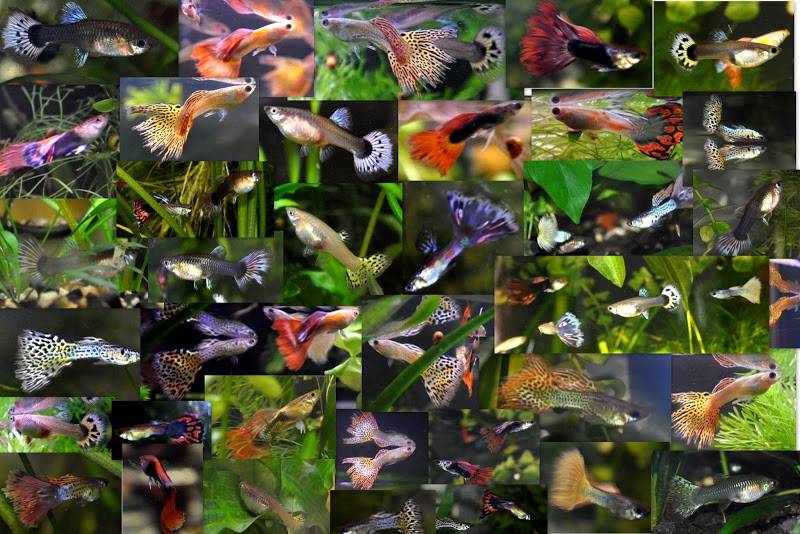 Рыбки гуппи - содержание в аквариуме, уход, кормление, особенности