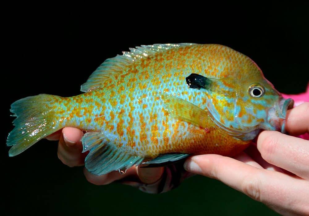 Рыба «морской окунь голубой» фото и описание