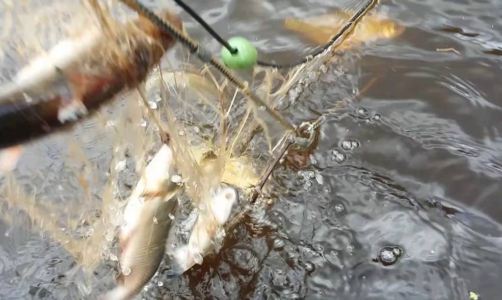 Рыбалка на реке: поговорим о речных рыбах и о способах ловли