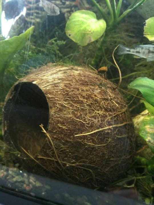 Кокос в аквариуме: идеи поделок, подготовка, обработка. как выбрать кокос : labuda.blog