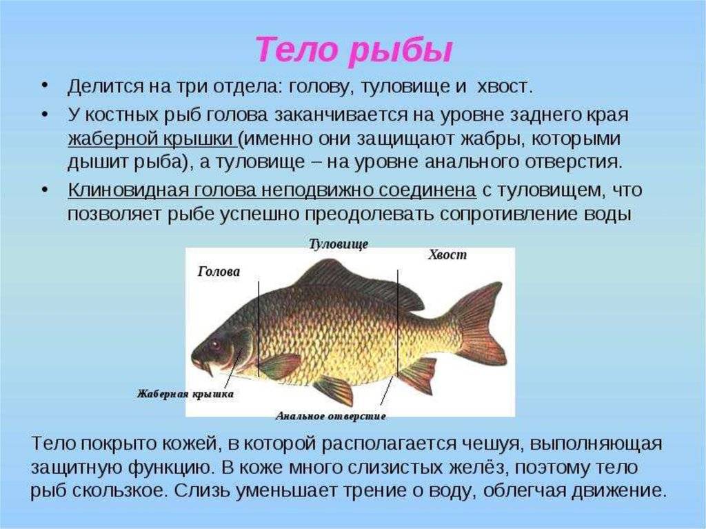Рыба Лещ: подробная характеристика, ловля и разведение