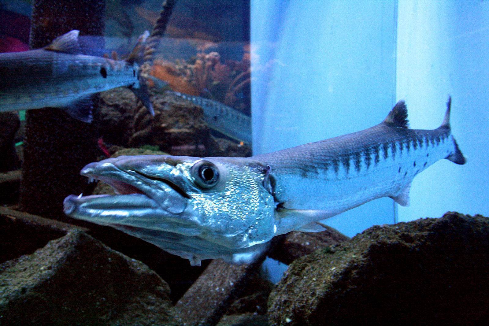 News4auto: рыба барракуда: виды, описание, где обитает, чем питается