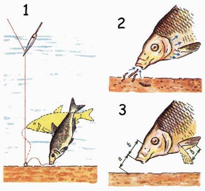 Ловля леща зимой: зимняя рыбалка на мормышку, как ловить на течении и где искать рыбу, оснастка для ловли на волге и малых реках