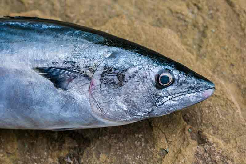 Рыба «терпуг японский» фото и описание