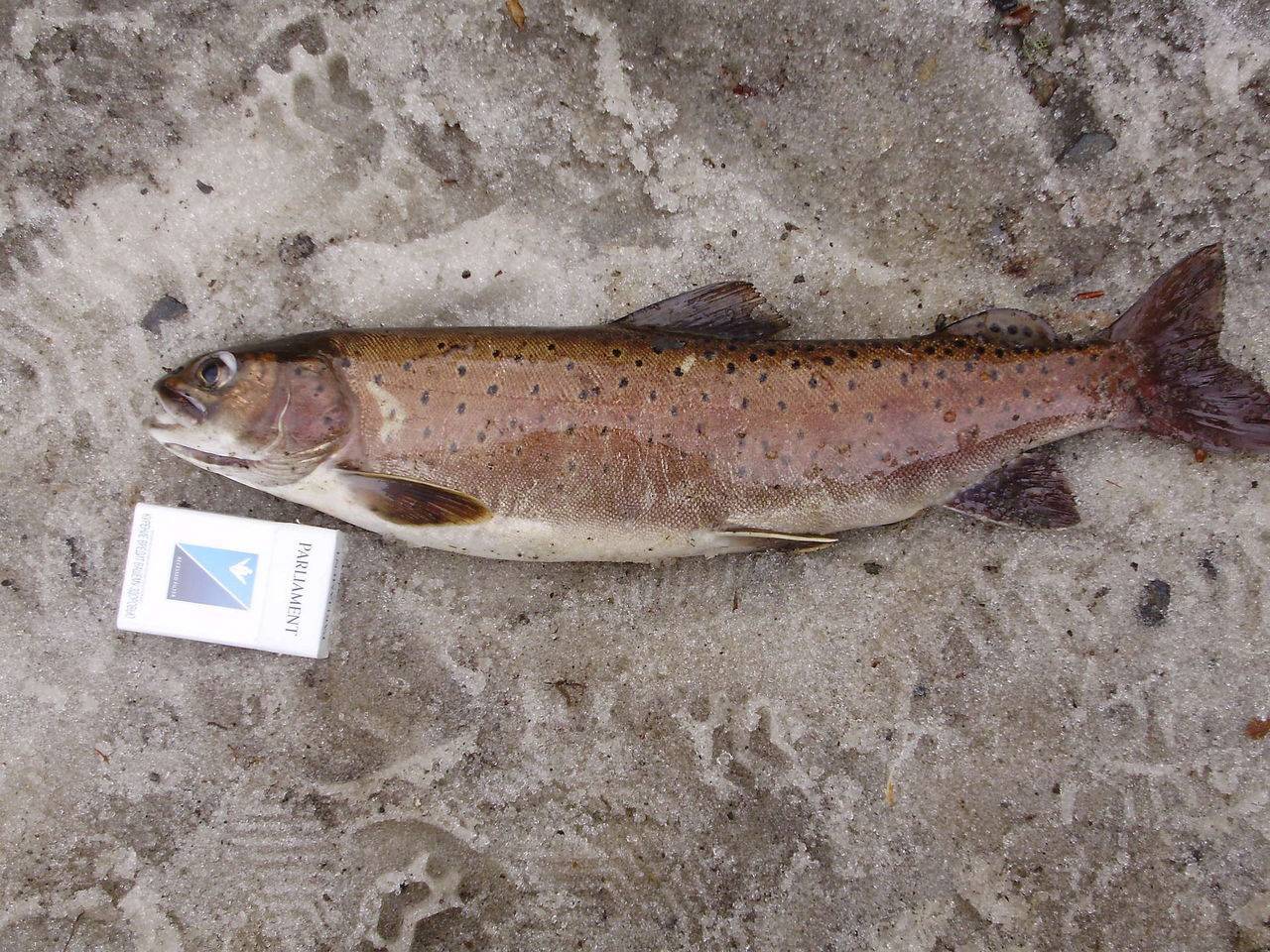 Рыба ленок: среда обитания, снасти и техника ловли, особенности поведения с фото