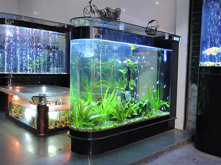 Как выбрать аквариум или какой аквариум лучше