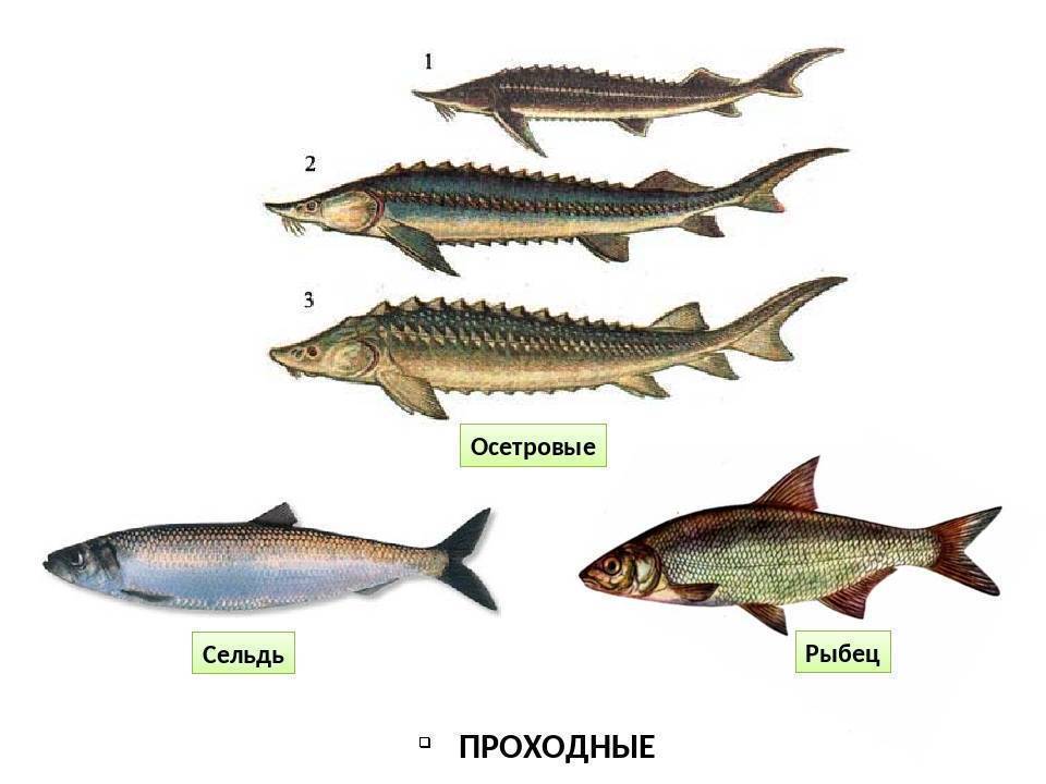 Рыбец — описание и образ жизни, ловля, рецепты приготовления