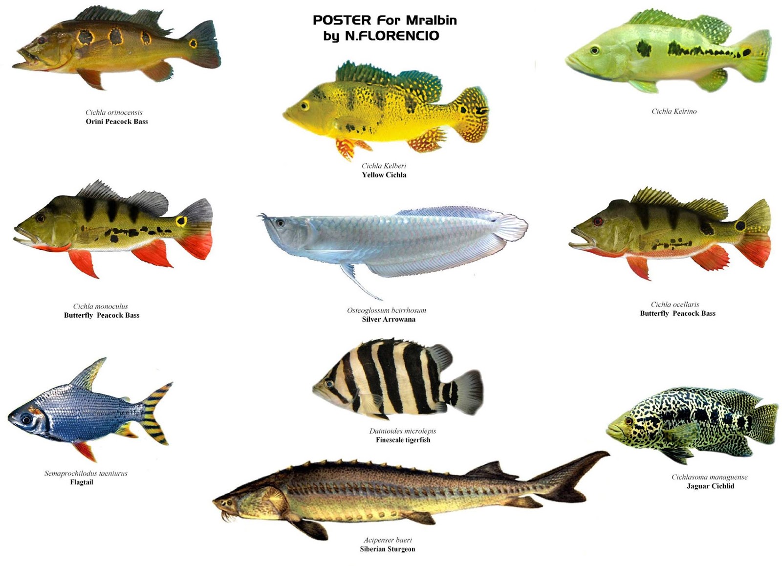 Виды морских рыб и особенности их обитания