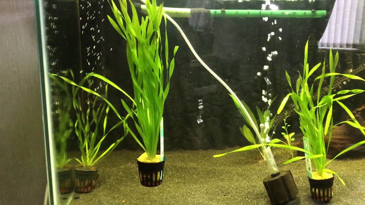 Как правильно сажать растения в аквариуме разных типов