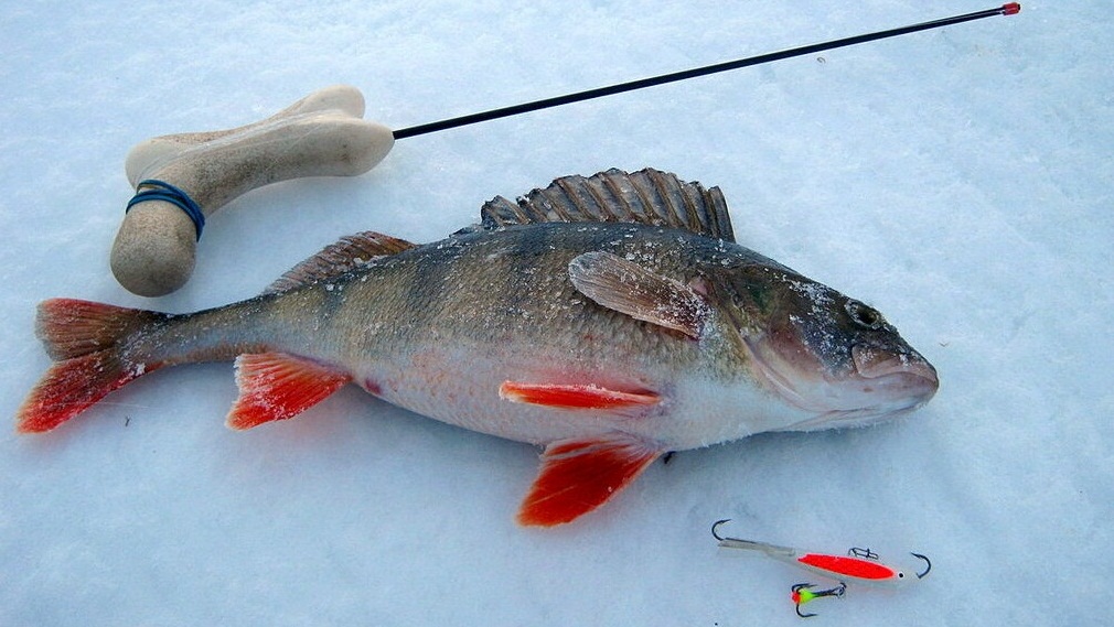 Ловля окуня зимой на блесну для начинающих и опытных рыбаков
