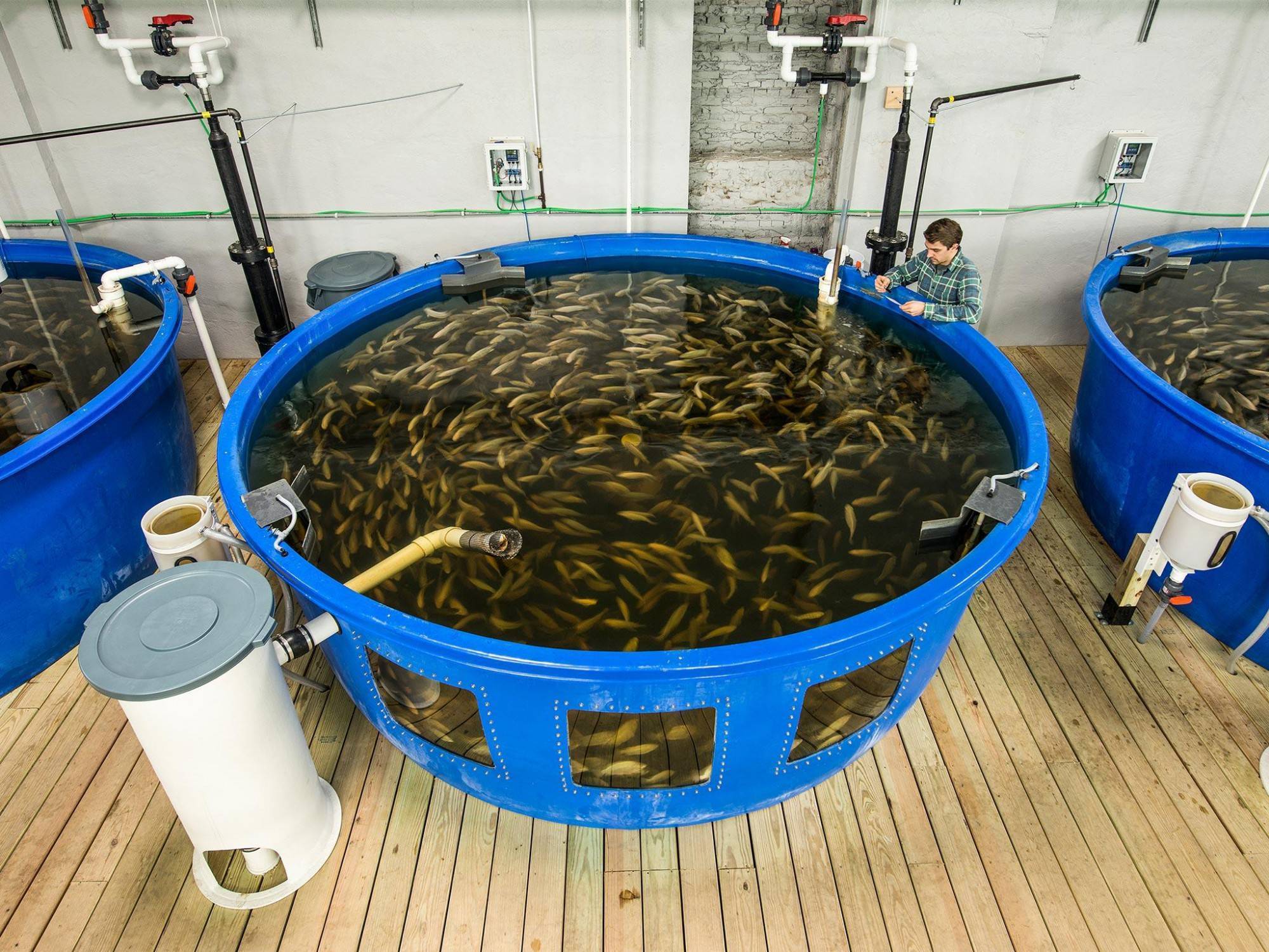 Бизнес на выращивании рыбы (февраль 2022) — vipidei.com