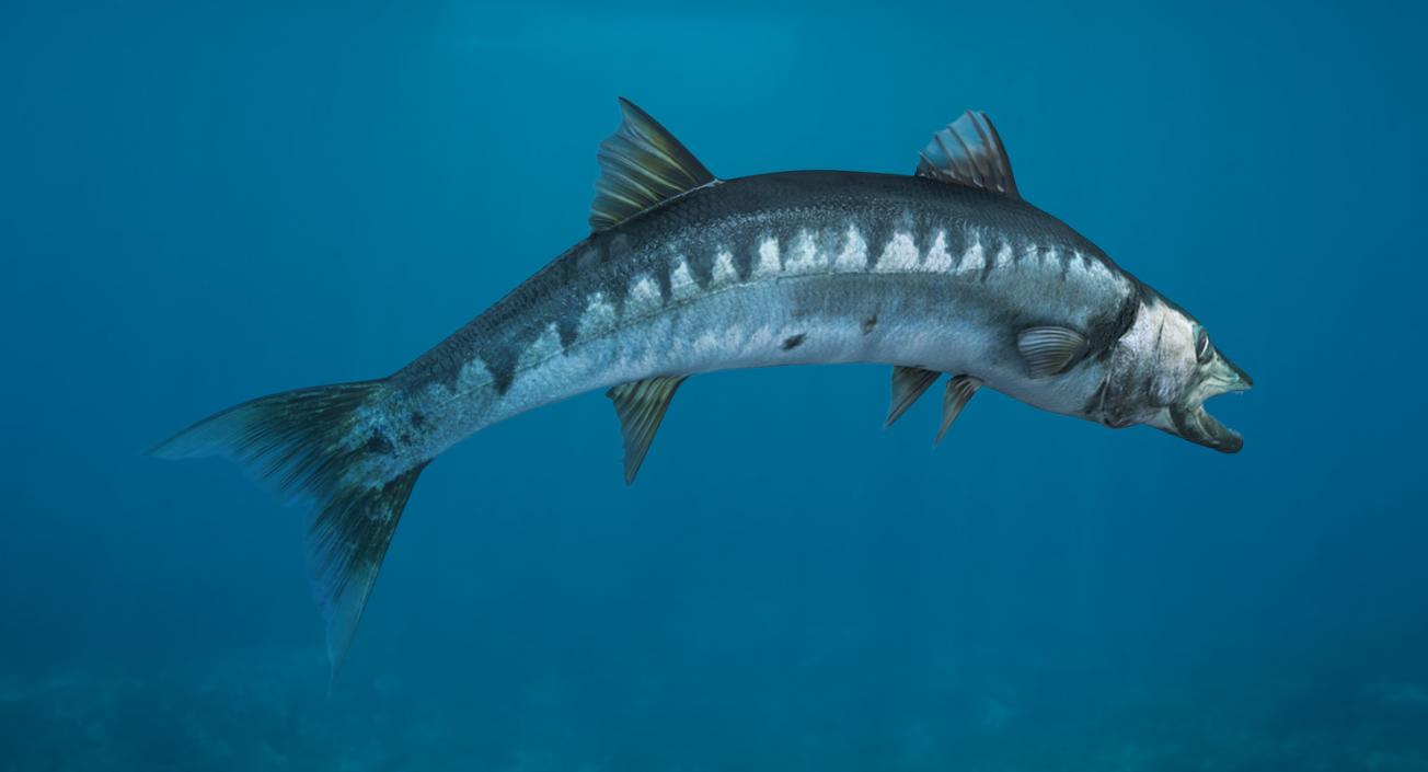 Барракуда — рыба такая разная