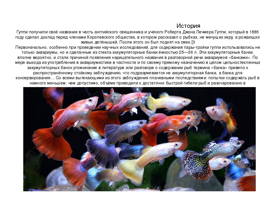 Аквариумные рыбки гупики: описание внешнего вида, содержание и уход, особенности размножения с видео