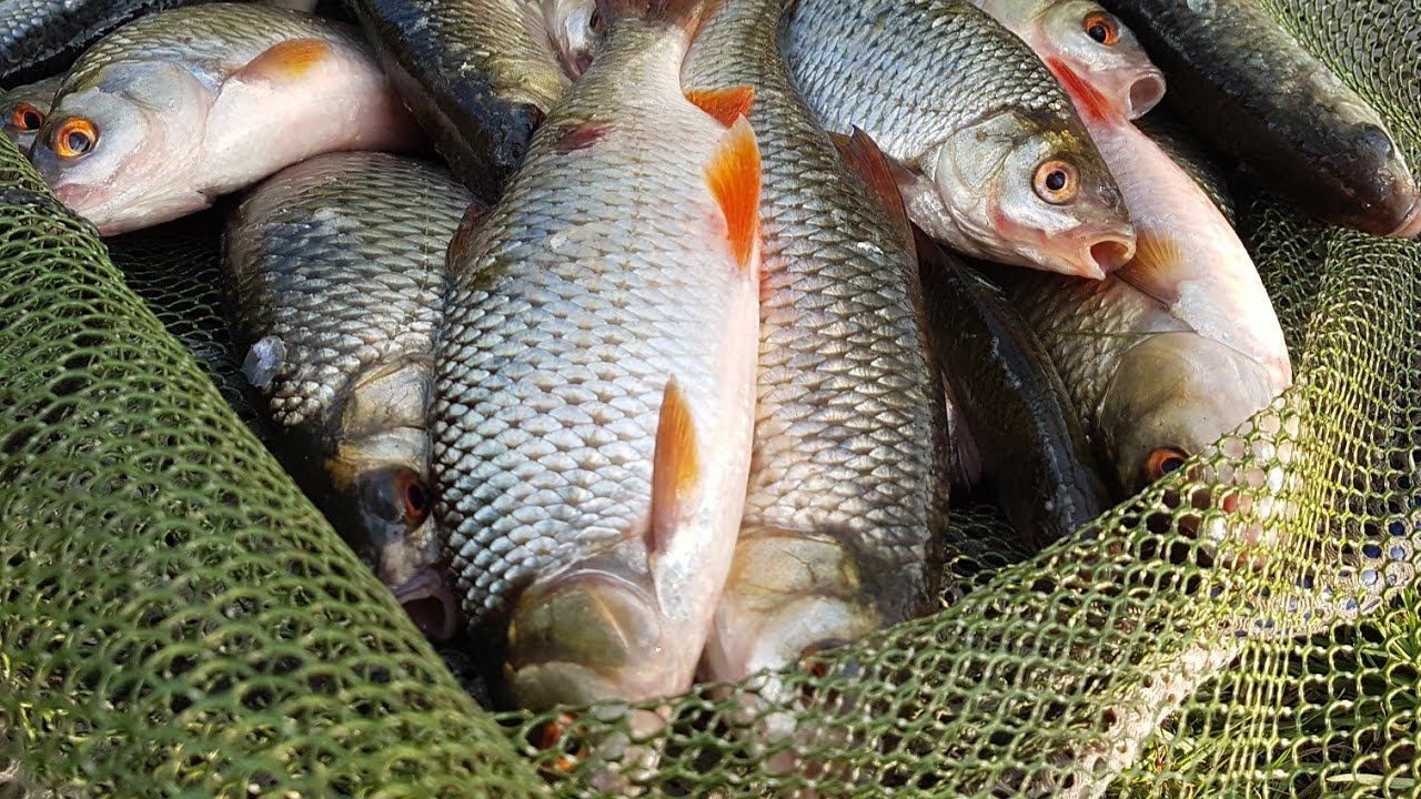 Ловля плотвы осенью на поплавок и другие рыболовные снасти