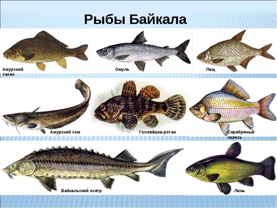 Царская рыба: это какая, где она водится и какое у нее название