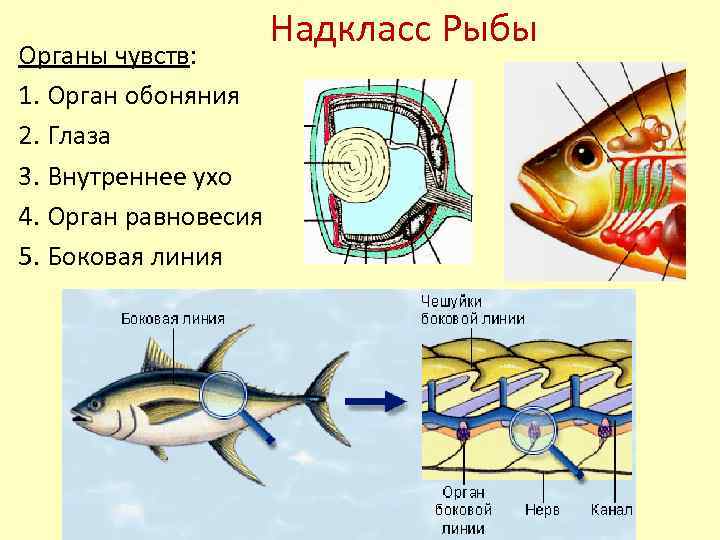 Органы чувств у рыб