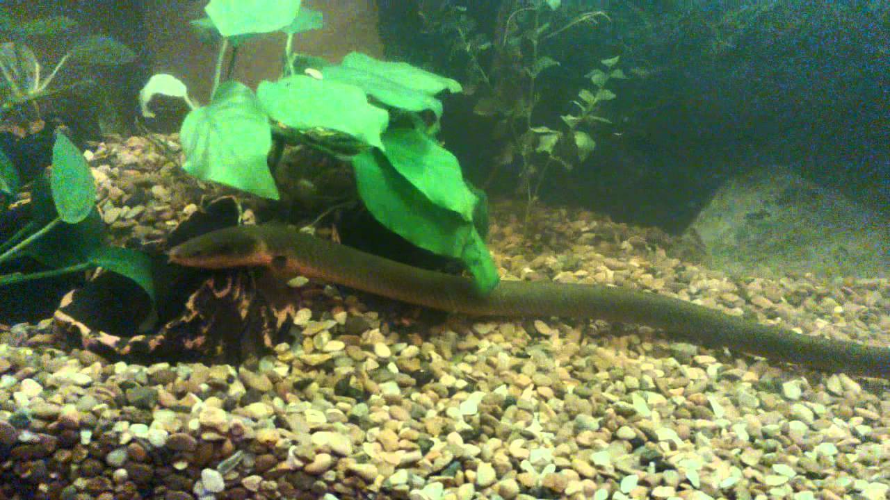 Рыба змея – содержание, фото, совместимость и кормление калабарского каламоихта