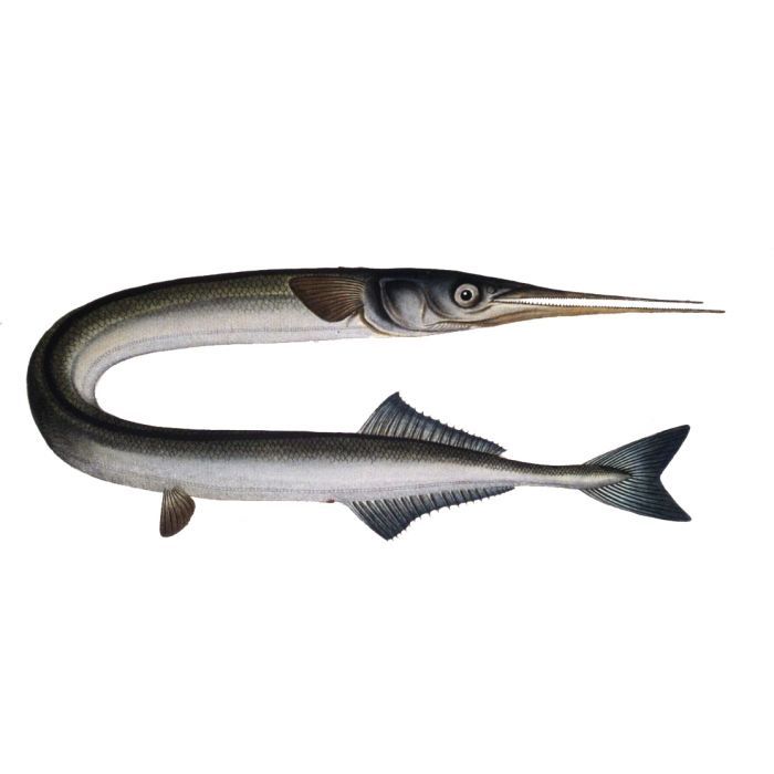 Сарган рыба. описание, особенности и среда обитания рыбы сарган | животный мир