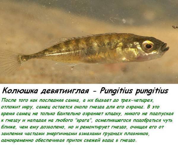 Рыба колюшка: описание, размножение, среда обитания и интересные факты