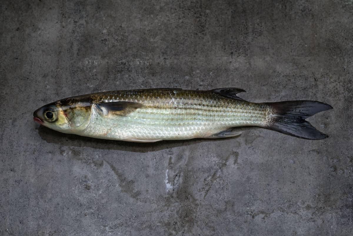 Подуст фото и описание – каталог рыб, смотреть онлайн