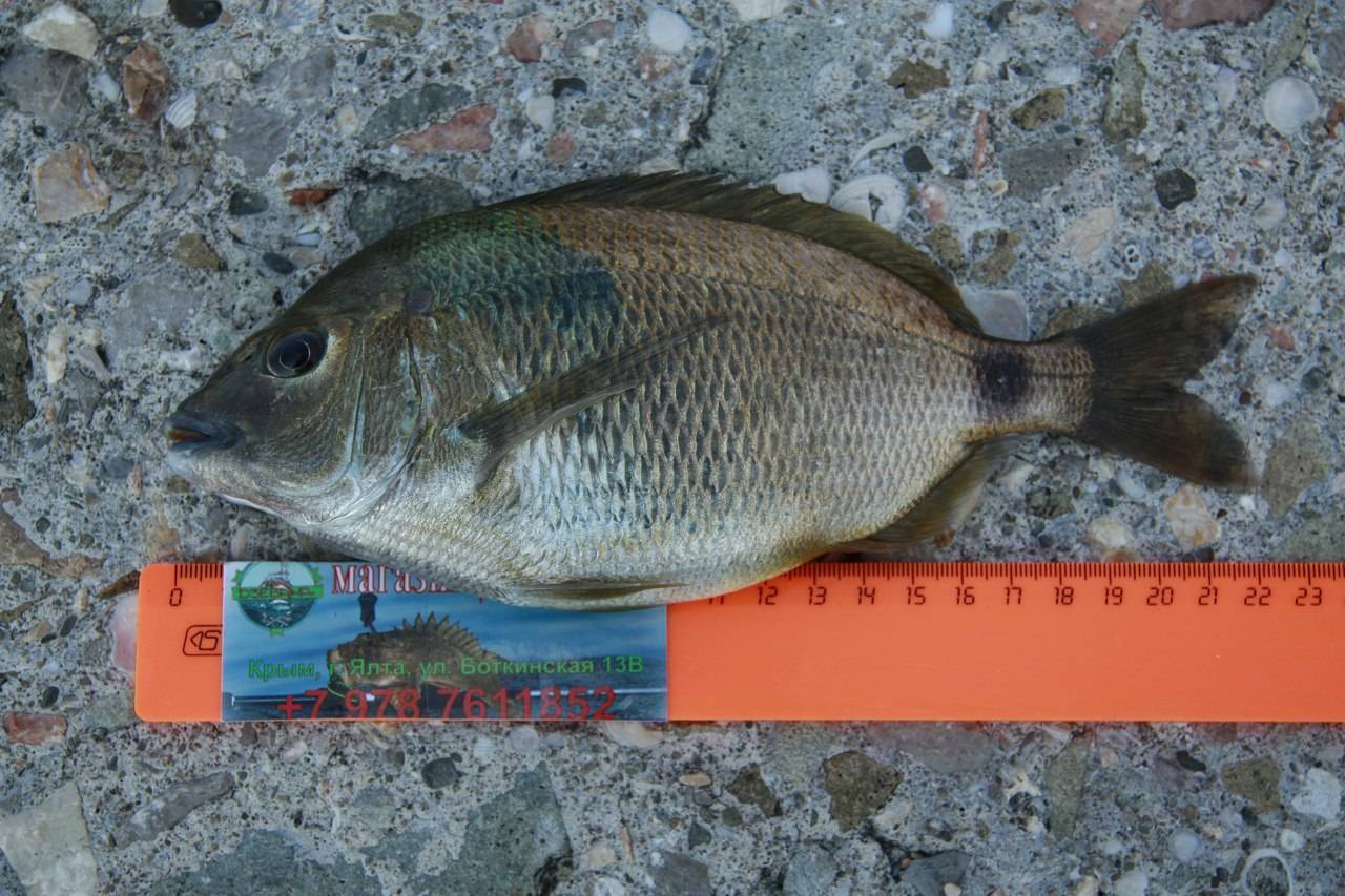 Подуст фото и описание – каталог рыб, смотреть онлайн
